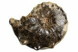 Ammonite (Mammites) Fossil - Goulmima, Morocco #339354-1
